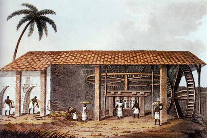 Quando as touceiras atingem altura igual ou superior a dois metros, as folhas que se encontram na altura mediana da planta começam a ganhar um tom amarelado e a secar. Esse fenômeno indica que já está sendo depositado açúcar nessa região, prontos para a colheita.