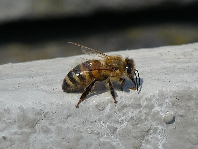 A abelha comum, também conhecida como abelha-europeia, é uma espécie originária de regiões da Europa e da Ásia, mas hoje elas já circulam pelos cinco continentes.