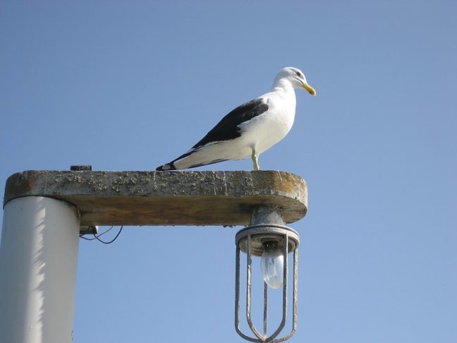 A maioria das espécies de gaivotas não está ameaçada de extinção, embora algumas enfrentem pressões devido à perda de habitat, poluição e mudanças climáticas. 