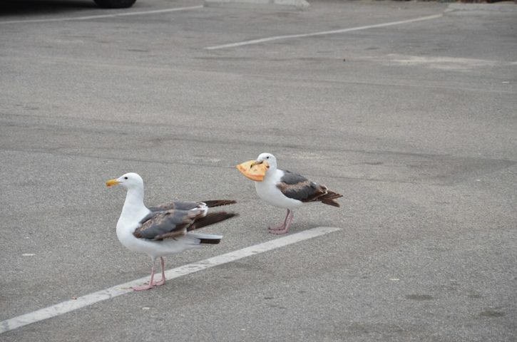 Em áreas urbanas, é comum vê-las procurando restos de comida em lixeiras ou roubando alimentos de pessoas distraídas.