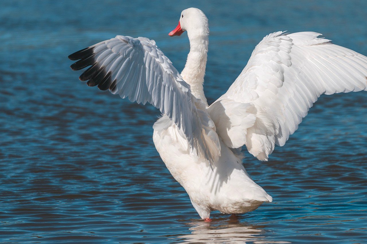 Em grande parte dos mitos e das culturas espalhadas por todo o mundo, o cisne branco é um animal associado à pureza e à luz, enquanto que o cisne negro se associa ao oculto e ao misterioso.