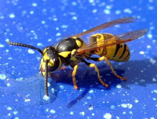 A sensação causada pela picada dessas vespas é descrita por Schmidt como apagar um charuto na língua. O nível de dor é o 2 de 4.