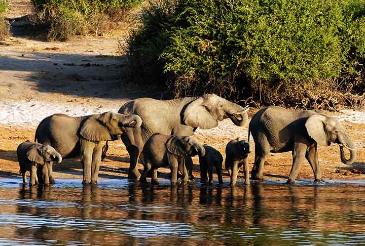 CHOBE NATIONAL PARK (Kasane, Botswana) - Criado em 1967. Conhecido , principalmente, por sua enorme população de elefantes.