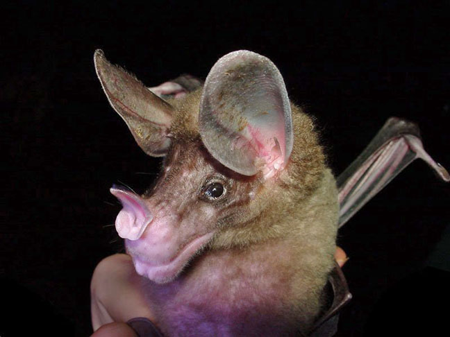 Mas os morcegos não dependem da visão para se deslocar. Sua principal fonte de orientação é a ecolocalização, uma espécie de radar natural. Eles emitem sons através dos focinhos grandes e dobrados. Algumas espécies alteram o formato da orelha para captar sinais. 