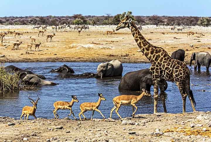 ETOSHA NATIONAL PARK (Namíbia) - Criado em 1907. O Etosha é conhecido pelas suas paisagens únicas de salinas e pela facilidade de observação da vida selvagem nas diversas poças d'água