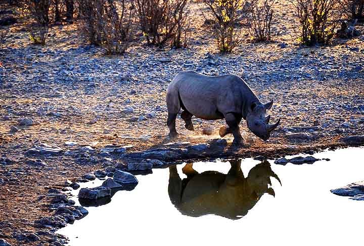 A presença de animais raros como o rinoceronte-negro e paisagens icônicas fazem dele um dos destinos mais exóticos da África.
