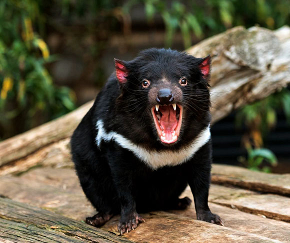 Diabo-da-tasmânia – Esse marsupial é territorialista e só interage com outros da espécie para brigar por comida ou se reproduzir. Ele é conhecido por seu temperamento agressivo e vocalizações assustadoras. Vive solitariamente em florestas da Tasmânia, caçando pequenos animais e se alimentando de carcaças.
