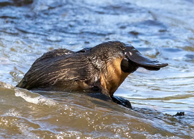 Ornitorrinco - Esse animal peculiar da Austrália é extremamente solitário e territorialista. Os machos, especialmente, evitam qualquer interação, exceto durante a reprodução.