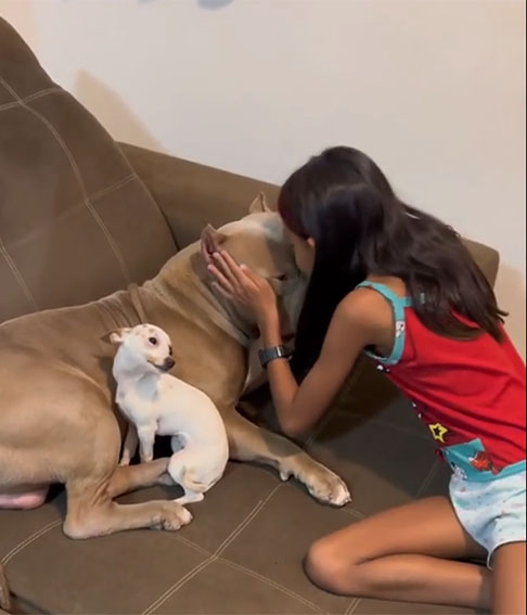Na gravação, é possível observar a interação entre a criança e Big, enquanto a pinscher Paçoca se aproxima, 'aborrrecida'.