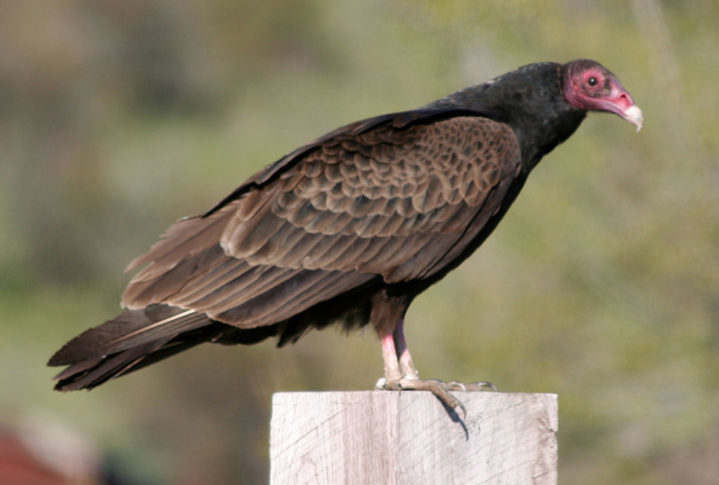 Outra curiosidade sobre esse urubu é que eles usam fezes e urina para resfriar as patas no calor e desinfetá-las após contato com carniça, graças a enzimas antibacterianas.