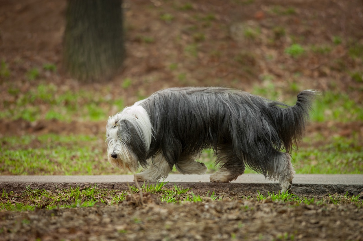 O Bearded Collie é diferente dos cães pastores independentes que caracterizam os Collies e está sempre buscando a atenção do dono.