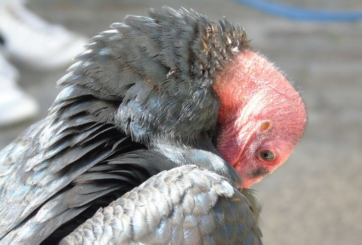 Seu nome popular vem da coloração avermelhada da cabeça, que é desprovida de penas, característica que ajuda a evitar infecções ao se alimentar de carne em decomposição.
