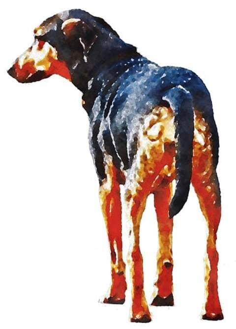 Um outro caso inusitado aconteceu na Inglaterra há 17 anos. Ele voltou a chamar atenção por causa de recente publicação do portal especializado em animais Amo Meu Pet.