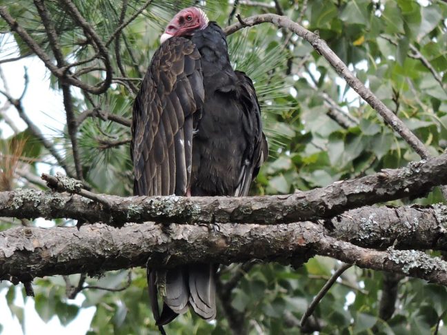 Esse urubu se reproduz em cavidades naturais, como troncos ocos ou fendas de rochas, e não constrói ninhos elaborados.