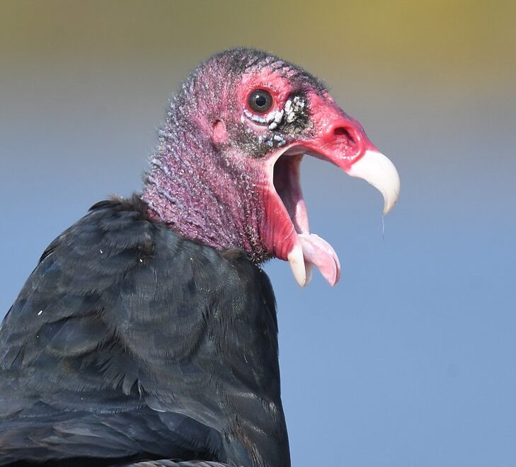 Por não possuir siringe, o órgão responsável pelo canto nas aves, o urubu-de-cabeça-vermelha emite apenas sons guturais e assobios fracos. 