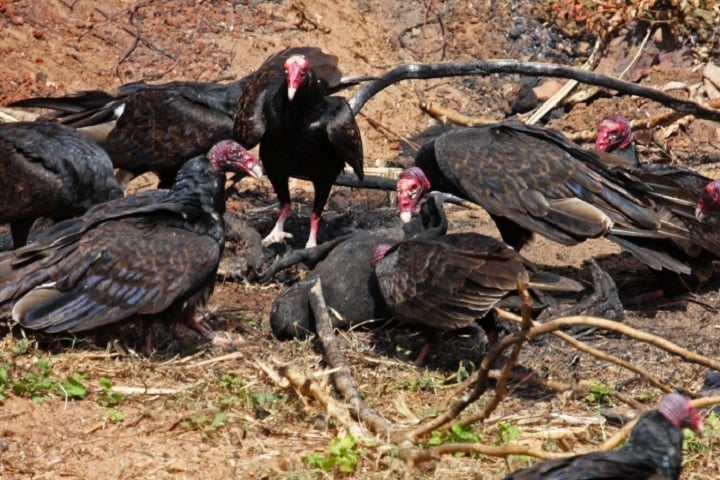 Um estudo da Ecosystem Services mostra que aves carniceiras evitam milhões de toneladas de emissões de carbono ao consumir carcaças antes da decomposição.