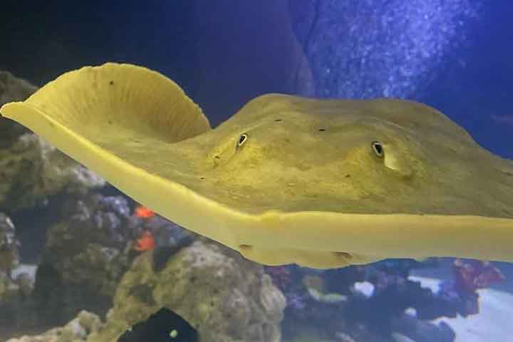 No início de 2024, um fato inusitado envolvendo uma arraia em aquário nos Estados Unidos deixou os funcionários do local perplexos.

