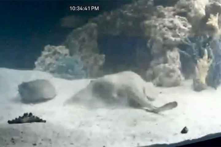 A arraia engravidou mesmo sem que houvesse machos da espécie no tanque em que era mantida.
