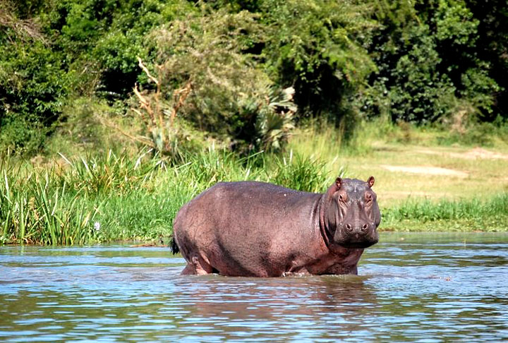 Nos planos, entrou o abate de 30 hipopótamos, 60 búfalos, além de 50 impalas, 100 gnus azuis, 300 zebras e 100 elandes.