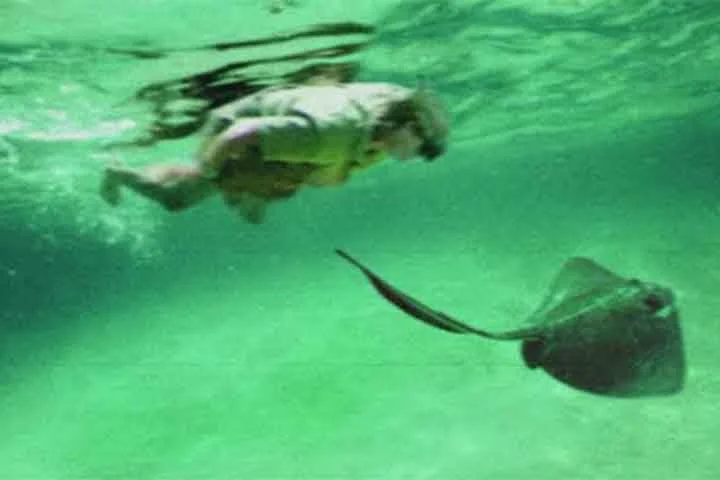 Naquele fatídico 4 de setembro, o apresentador decidiu gravar uma cena nadando ao lado de uma arraia confiando que ela fugiria - comportamento padrão da espécie. 