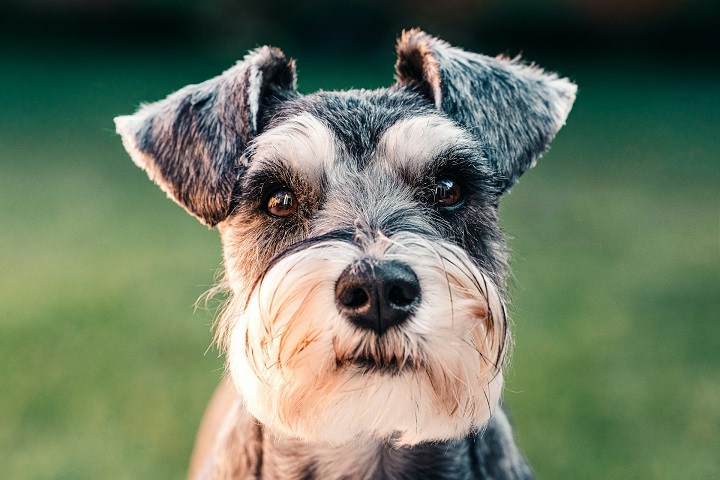 O cachorro era da raça schnauzer miniatura, conhecido pela sua barbinha característica.