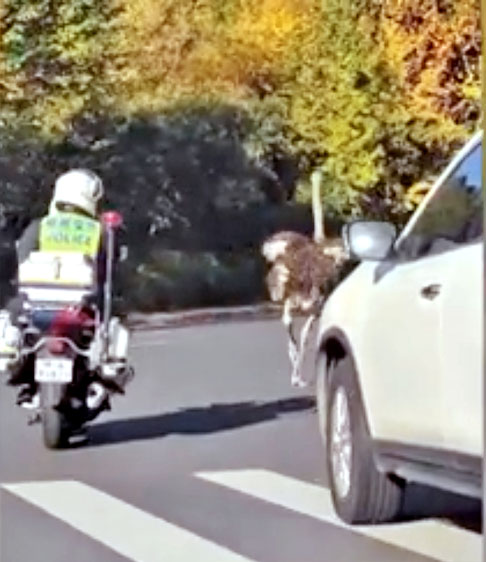 Um vídeo nas redes sociais mostra um avestruz fugindo da polícia em uma estrada da cidade de Zhengzhou, em Henan, na China, no dia 6 de novembro.