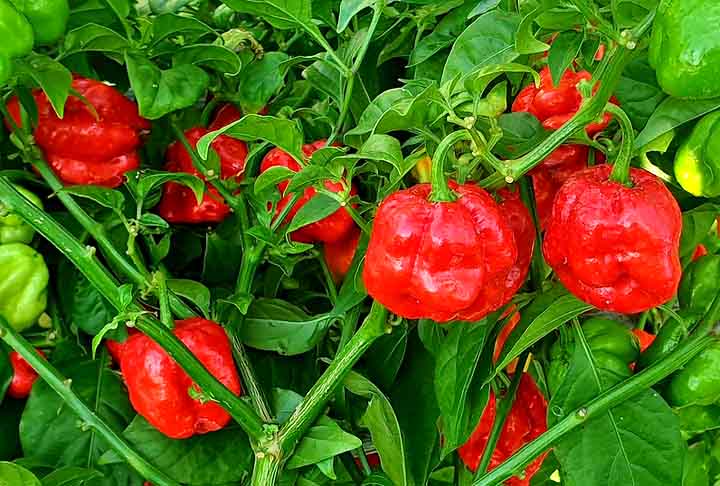 Os habitantes dos locais onde ela é cultivada acreditam que o consumo desta pimenta traz boa sorte e proteção contra energias negativas.