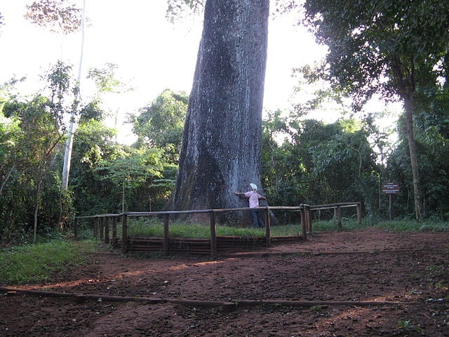 Fica no Parque Estadual do Vassununga, em Santa Rita do Passa Quatro, no interior do estado de São Paulo.