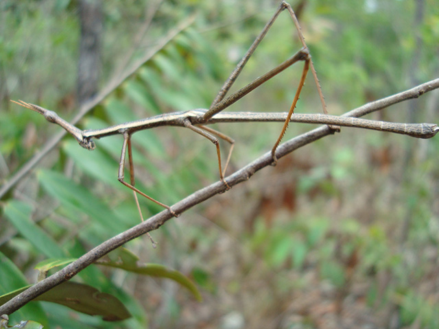 Maior inseto: Bicho-Pau - É considerado o animal com a mais perfeita camuflagem do mundo. Parece um graveto e pode atingir 30 cm de comprimento. 
