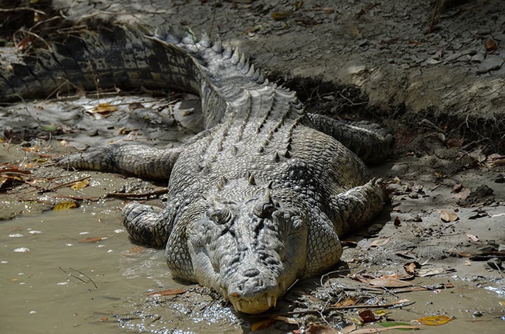 Maior réptil: Crocodilo-de-água-salgada - Os machos podem medir entre 6 e 7 metros de comprimento e pesar até 1.500 kg. As fêmeas raramente crescem além de 3 metros.