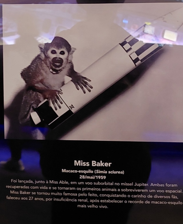 O visitante dispõe de informações e fotos de eventos marcantes da corrida espacial, como o envio dos primeiros animais ao espaço.