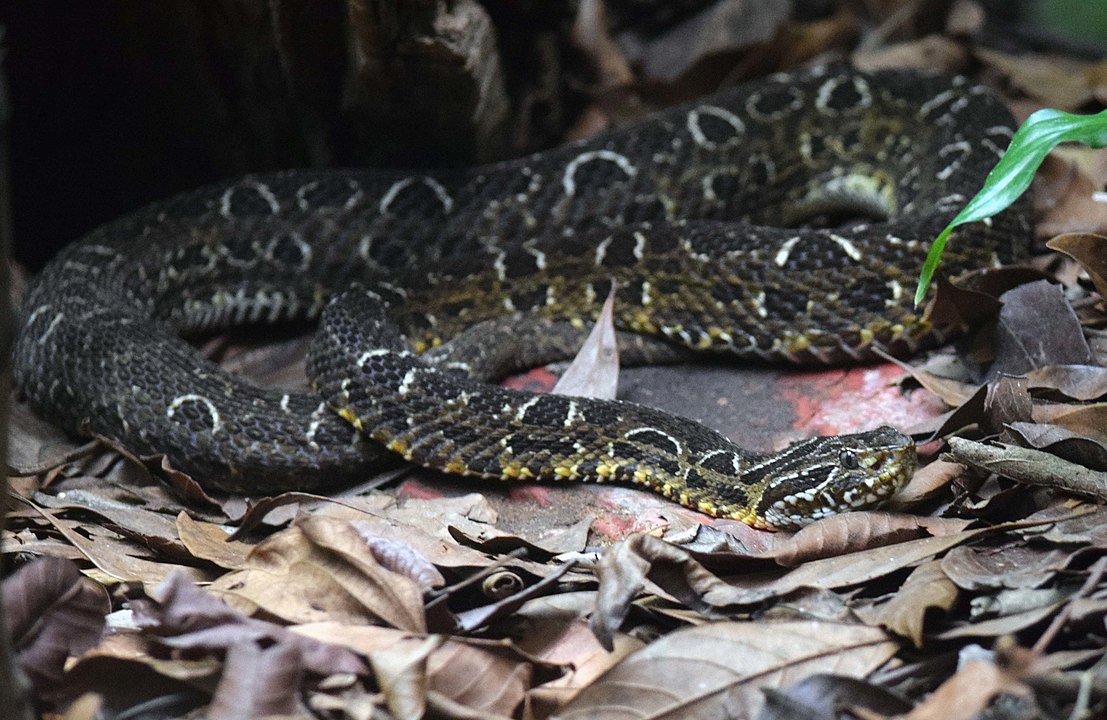 Jararaca-Cruzeira - Encontrada em Bahia, Goiás, Minas Gerais, Rio de Janeiro, São Paulo, Paraná, Santa Catarina e Rio Grande do Sul. 