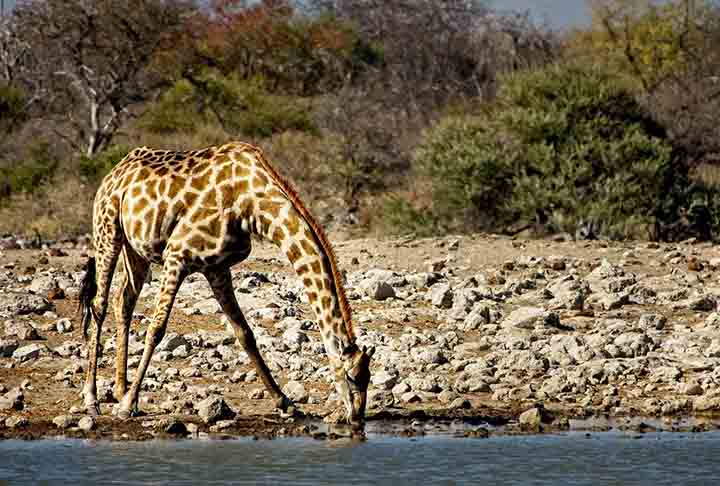Essa é curiosa: os machos precisam analisar o xixi de uma girafa fêmea para descobrir se elas são receptivos à criação de filhotes. E, como não é fácil lamber uma poça estando a 4,3m de altura, o macho necessita da boa vontade da fêmea.