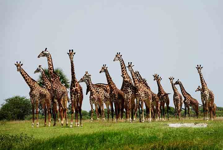Existem quatro espécies de girafas e todas vivem na África: a girafa do sul (giraffa giraffa), girafa do norte (Giraffa camelopardalis); girafa Masai (Giraffa tippelskirchi) e girafa reticulada (Giraffa reticulata).