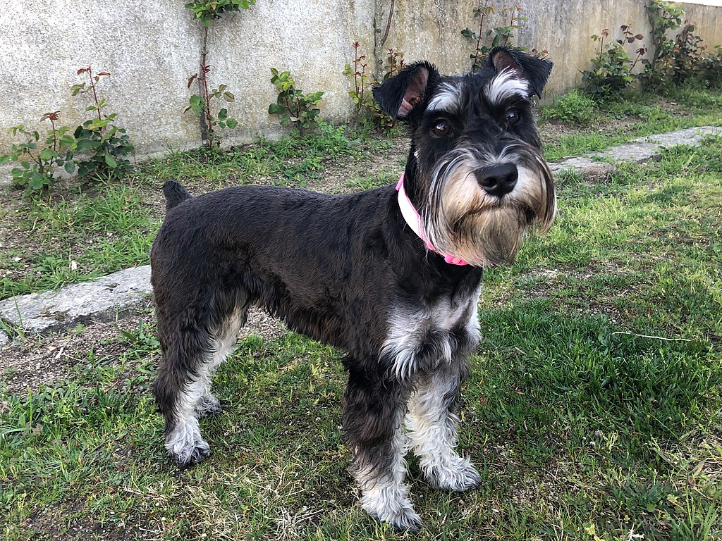 O schnauzer miniatura é uma raça de cão de pequeno porte originária da Alemanha.