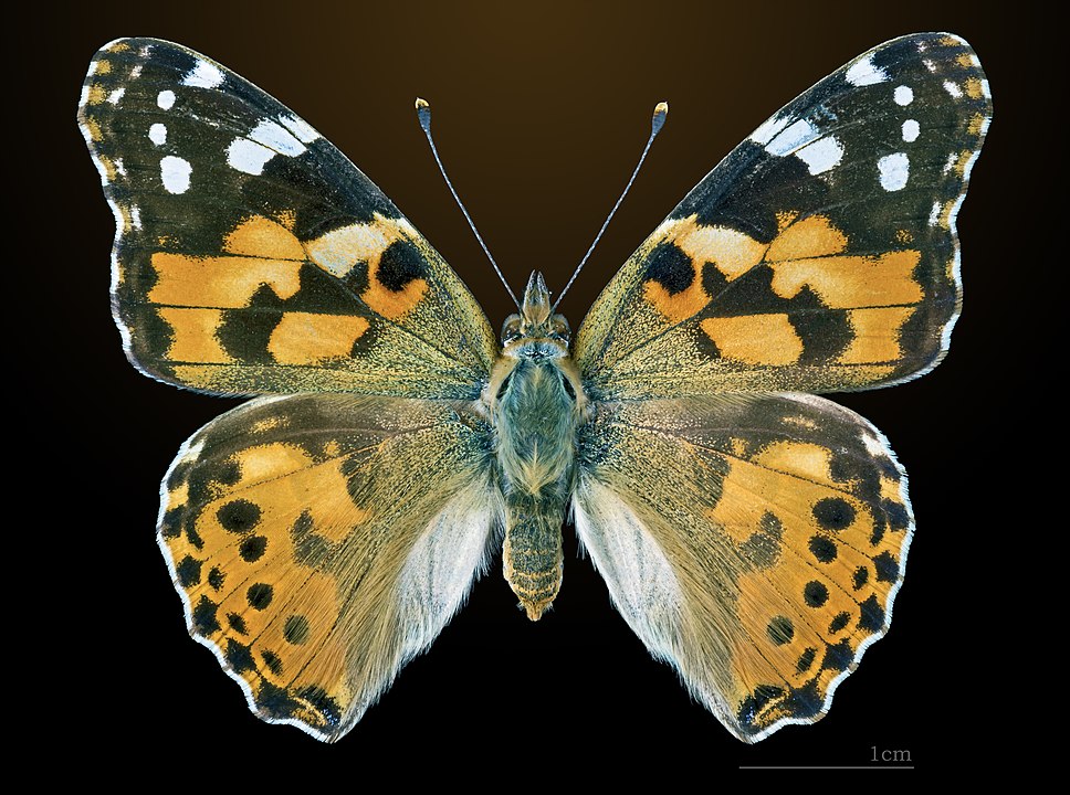 Ela é grande (5 a 9 cm). Tem corpo preto e branco e asas alaranjadas com marcas pretas e brancas. 