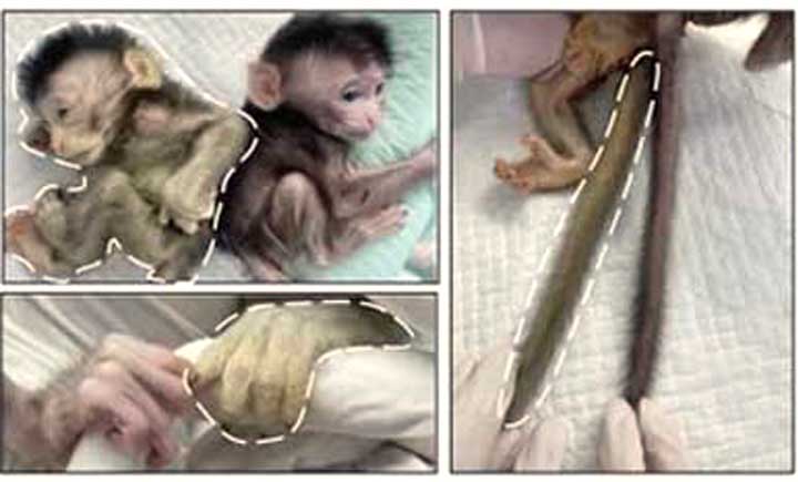 A experiência foi liderada pelo pesquisador sênior Zhen Liu, da Academia Chinesa de Ciências. O resultado surpreendente ainda criou um animal fluorescente.