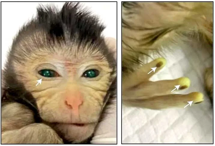 O primeiro macaco quimérico do mundo, ou seja, nascido com dois conjuntos diferentes de DNA, foi criado por cientistas na China.
