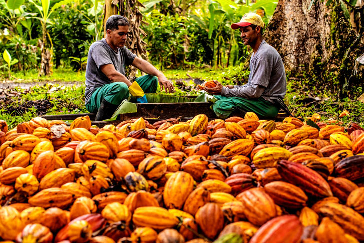 Os maiores produtores de cacau no Brasil são os Estados do Pará e da Bahia, responsáveis por 90% da safra anual. 