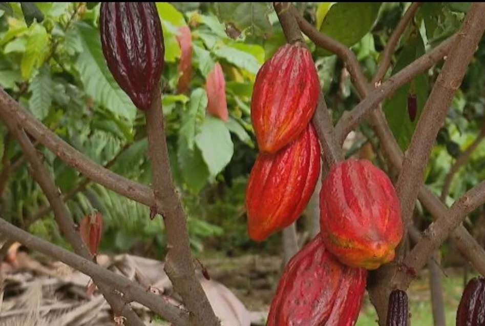 Nesta época de Páscoa, o cacau é uma estrela entre as frutas, já que serve de base para a produção de chocolate. O Brasil é o sexto maior produtor mundial com produção anual de 300 mil toneladas. 
