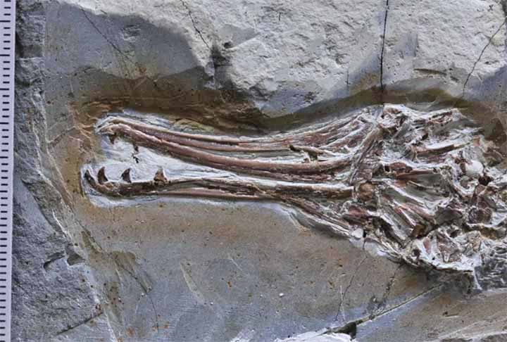 Ele tinha aproximadamente 30 cm de comprimento, como um quero-quero (Vanellus chilensis) moderno. O estudo publicado pela revista científica Current Biology analisou o conteúdo do estômago de um pássaro desta espécie.