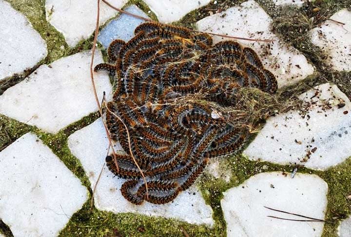 Em 2008, no Canadá, uma jovem de 22 anos, procurou um hospital sete dias após ter pisado descalça em cinco lagartas durante viagem ao Peru. A paciente apresentava manchas roxas na pele e sinais de coagulação, quando procurou atendimento médico.