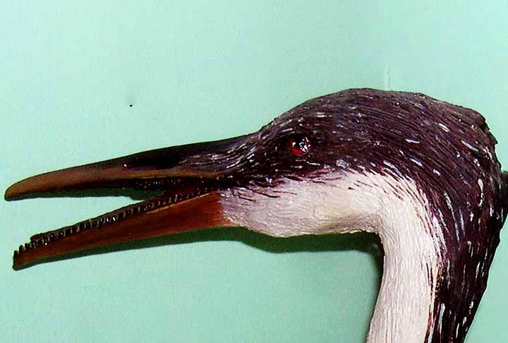 Estudos sobre os pés, inicialmente, indicaram que Hesperornis e parentes tinham dedos lobados semelhantes aos mergulhões modernos. Isso em oposição aos dedos palmados como visto na maioria das aves aquáticas, como os mergulhões.