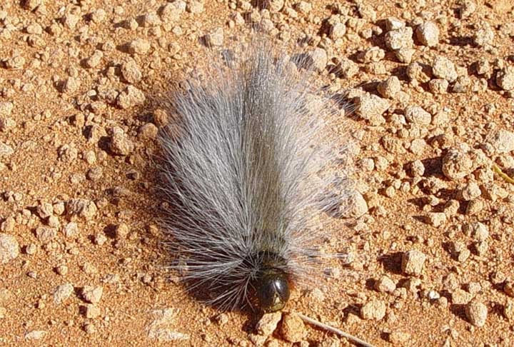 As lagartas Ochrogaster lunifer vivem em um saco de seda, saindo à noite para se alimentar em procissão. Entretanto, são um pouco mais perigosas à saúde, pois apresentam um veneno anti-coagulante potente.