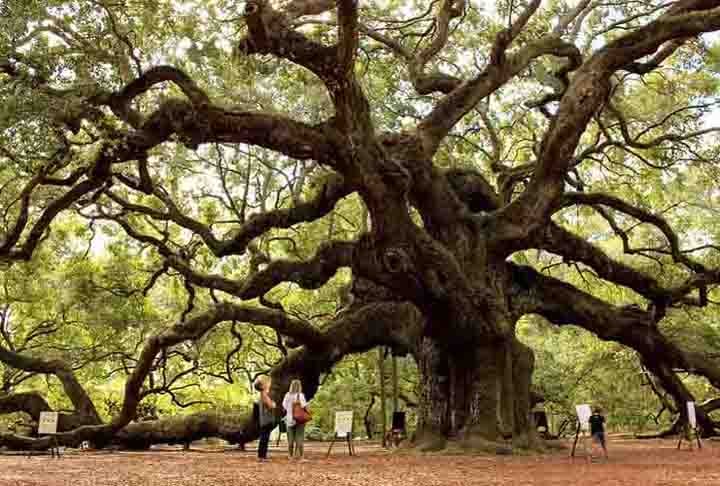 Existem mais de 600 espécies de carvalho pelo mundo. Nativa do hemisfério norte,  encontra-se disseminada por todos os continentes. Seus frutos são chamados de bolotas e formam bugalhos no tronco.