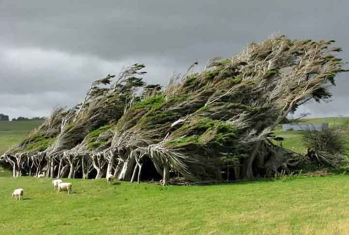 Vamos conhecer as árvores mais belas, mergulhando em um espetáculo de ramos entrelaçados, flores vibrantes e formas imponentes.