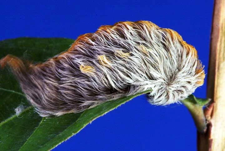 Segundo a CNN, o veneno da lagarta Megalopyge opercularis é semelhante a picadas de abelha, por isso é comum que as pessoas que possuem reações alérgicas graves a abelhas também sejam alérgicas à lagarta de pus.