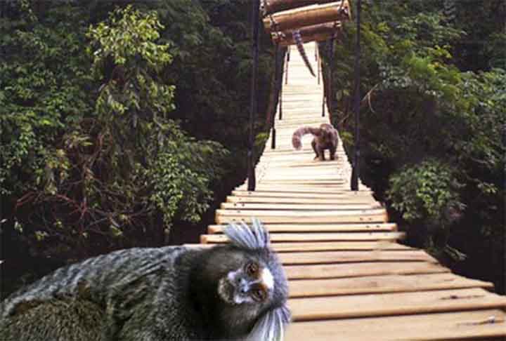 Nesses casos, macacos e esquilos, além de outras espécies, caminham pela pista que passa sobre as estradas e chegam até o outro lado em segurança.