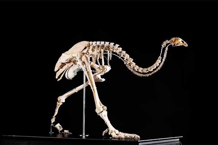 As moas são um grupo extinto de nove espécies de aves, não voadoras, endêmicas da Nova Zelândia. As duas maiores espécies, Dinornis robustus e Dinornis novaezelandiae, atingiam 3,6 metros de altura, com o pescoço estendido, e pesavam cerca de 230 kg. 