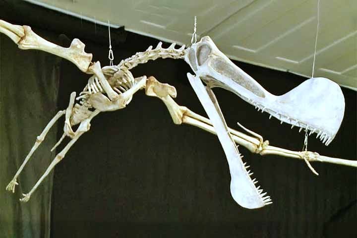 O grupo surgiu no Triássico Superior e desapareceu na Extinção do Cretáceo-Paleogeno, há aproximadamente 66 milhões de anos.